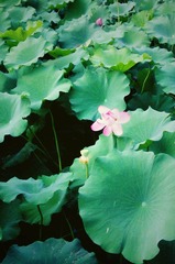 IMAG2498_