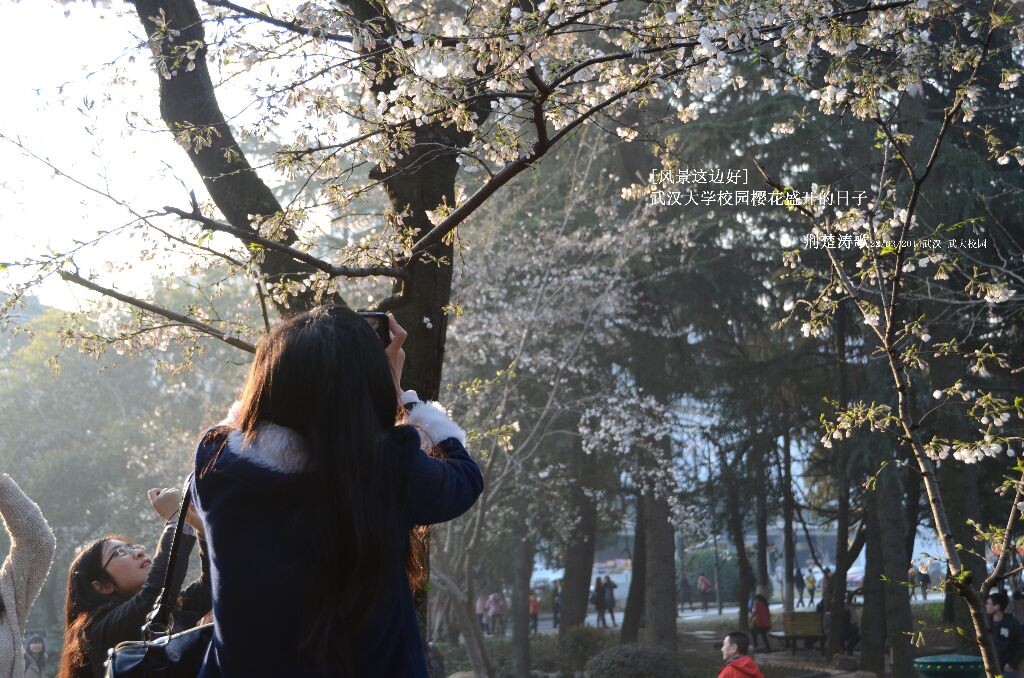 风景这边好 樱花盛开的武汉大学