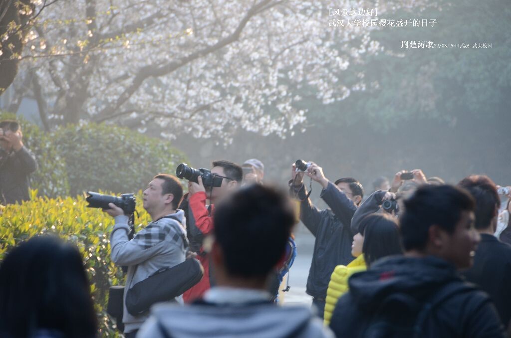 风景这边好 樱花盛开的武汉大学