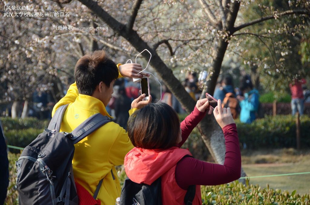 风景这边好 樱花盛开的武汉大学