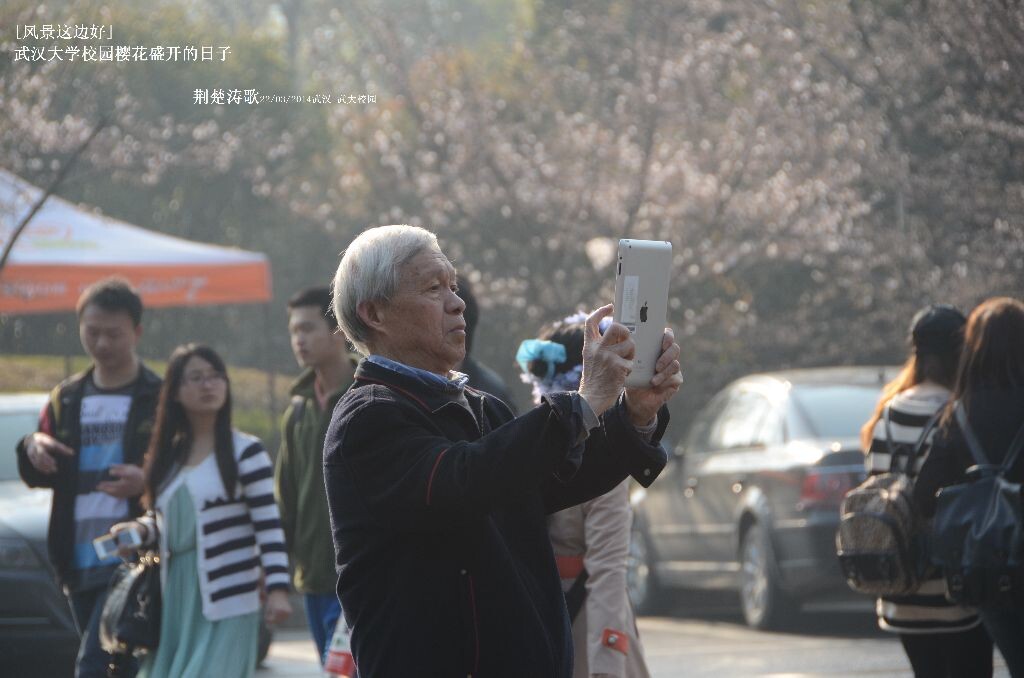 风景这边好 樱花盛开的武汉大学