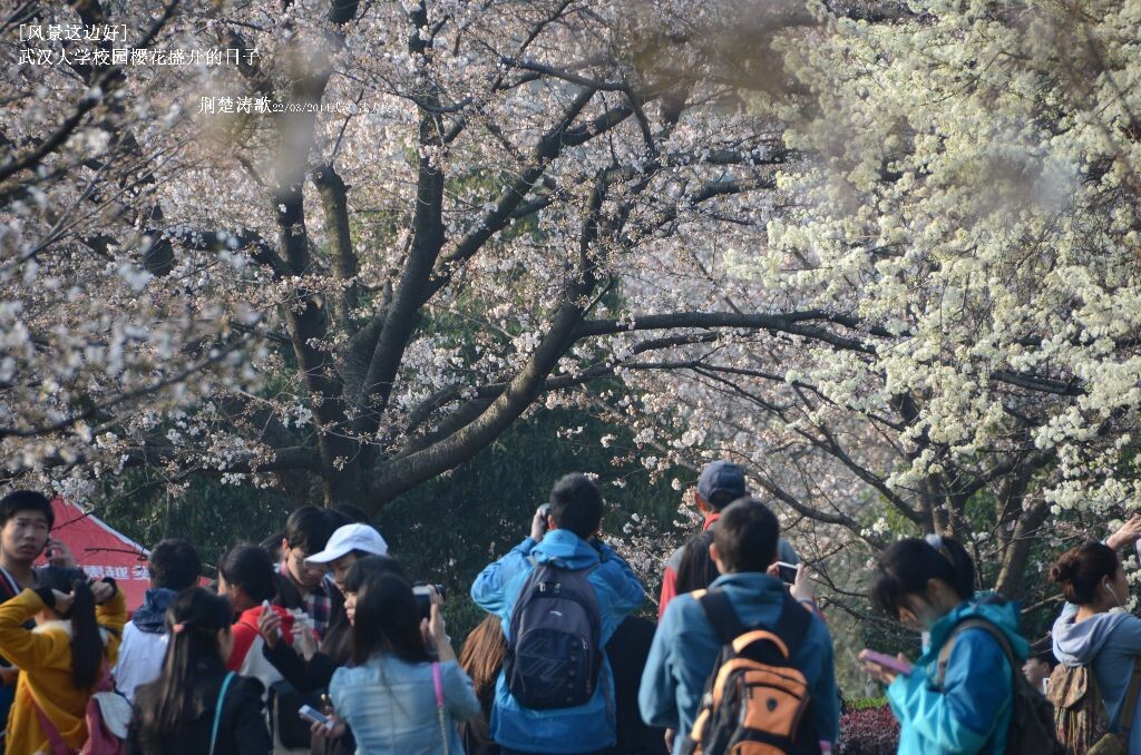 风景这边好 樱花盛开的武汉大学