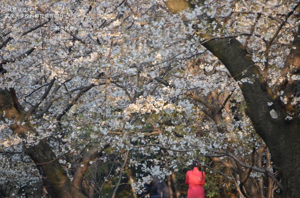 风景这边好 樱花盛开的武汉大学