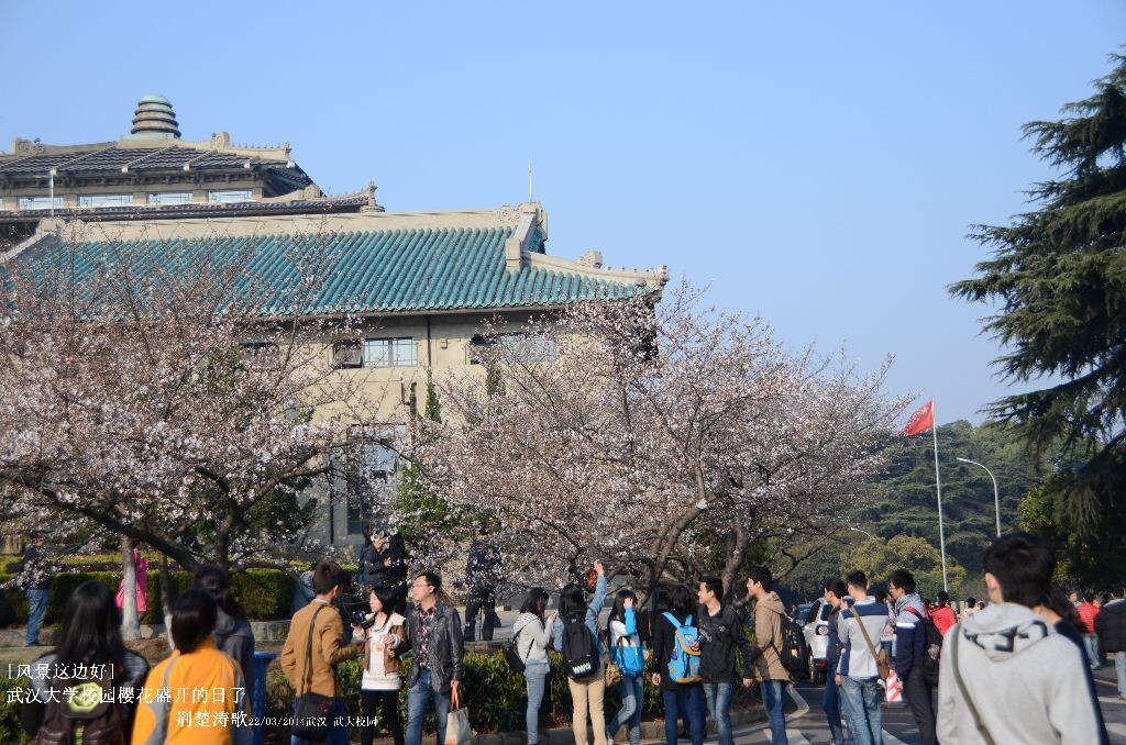 风景这边好 樱花盛开的武汉大学