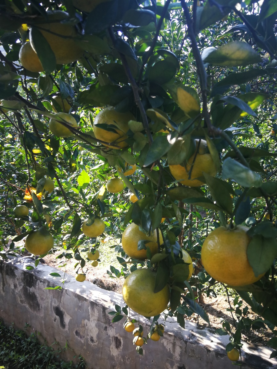 很开心好朋友留着很靓老树果给我们去摘,真的很正