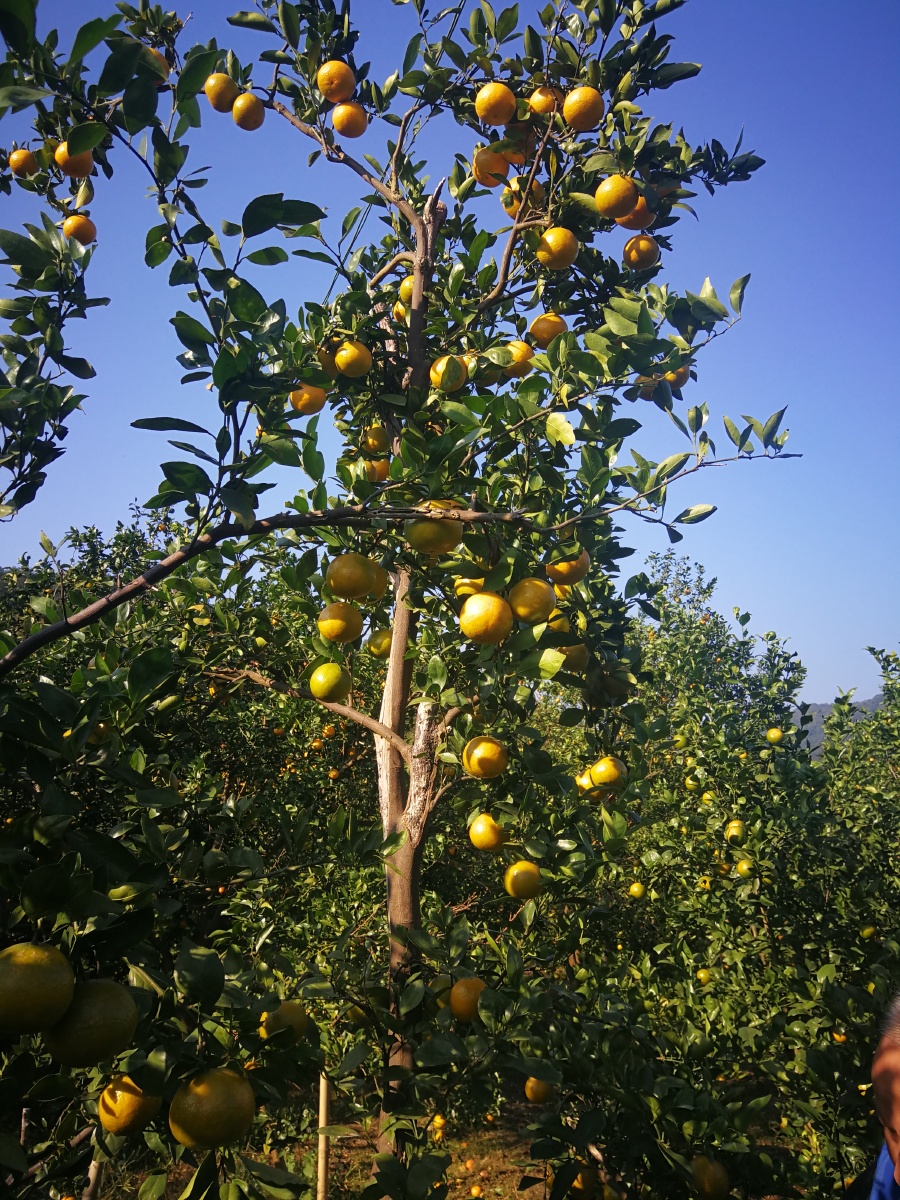 很开心好朋友留着很靓老树果给我们去摘,真的很正