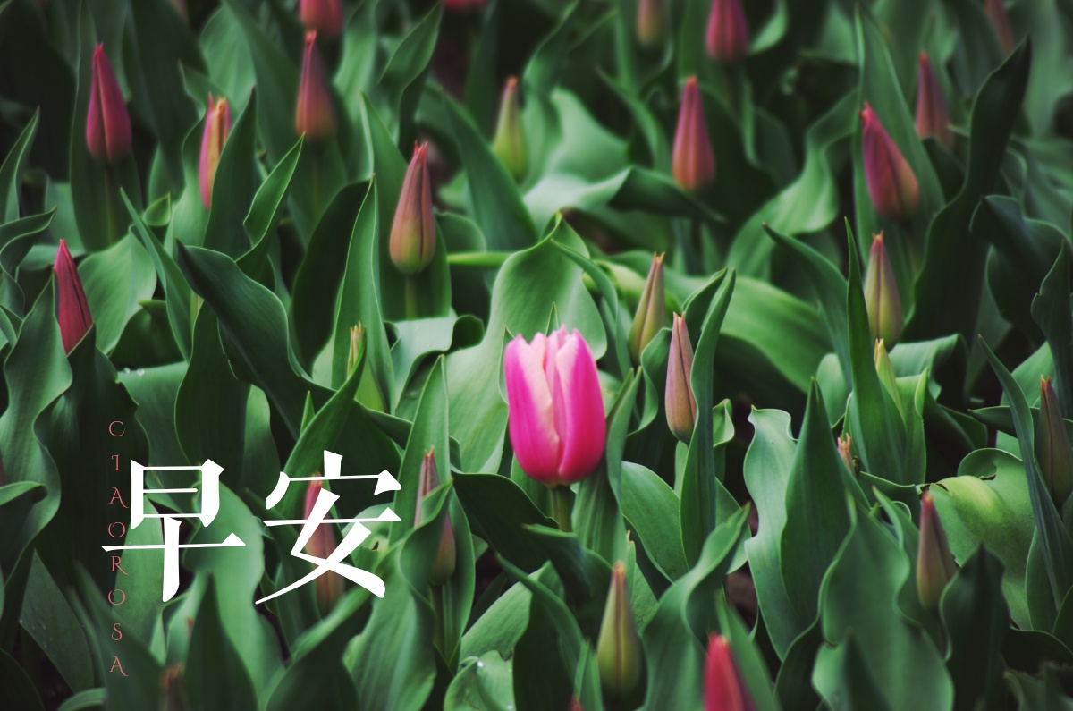 郁金香93 - ciaorosa - 图虫