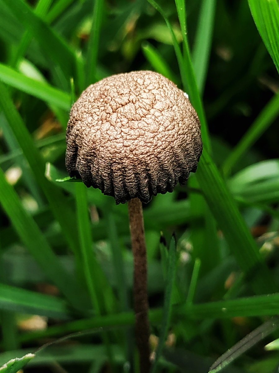 雨后草坪上冒出的小蘑菇