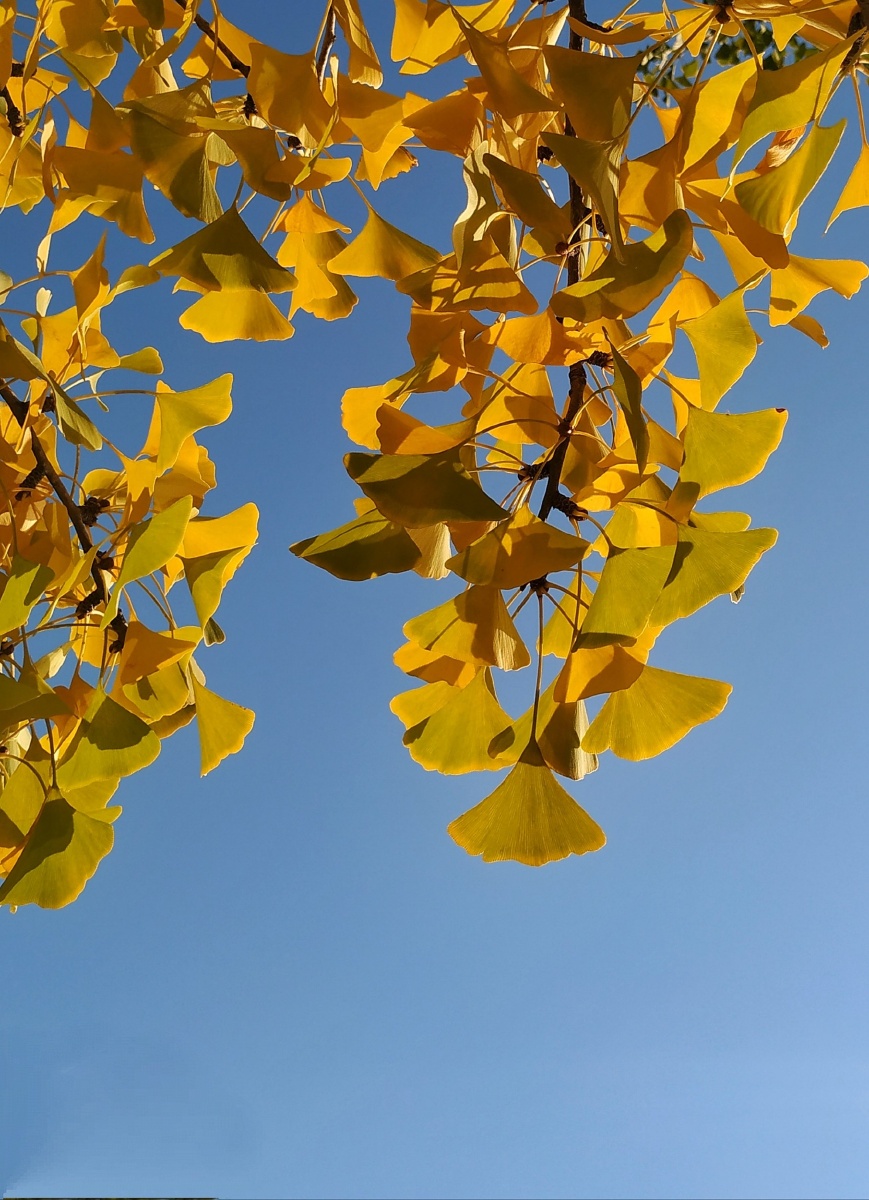 初秋,银杏渐黄.