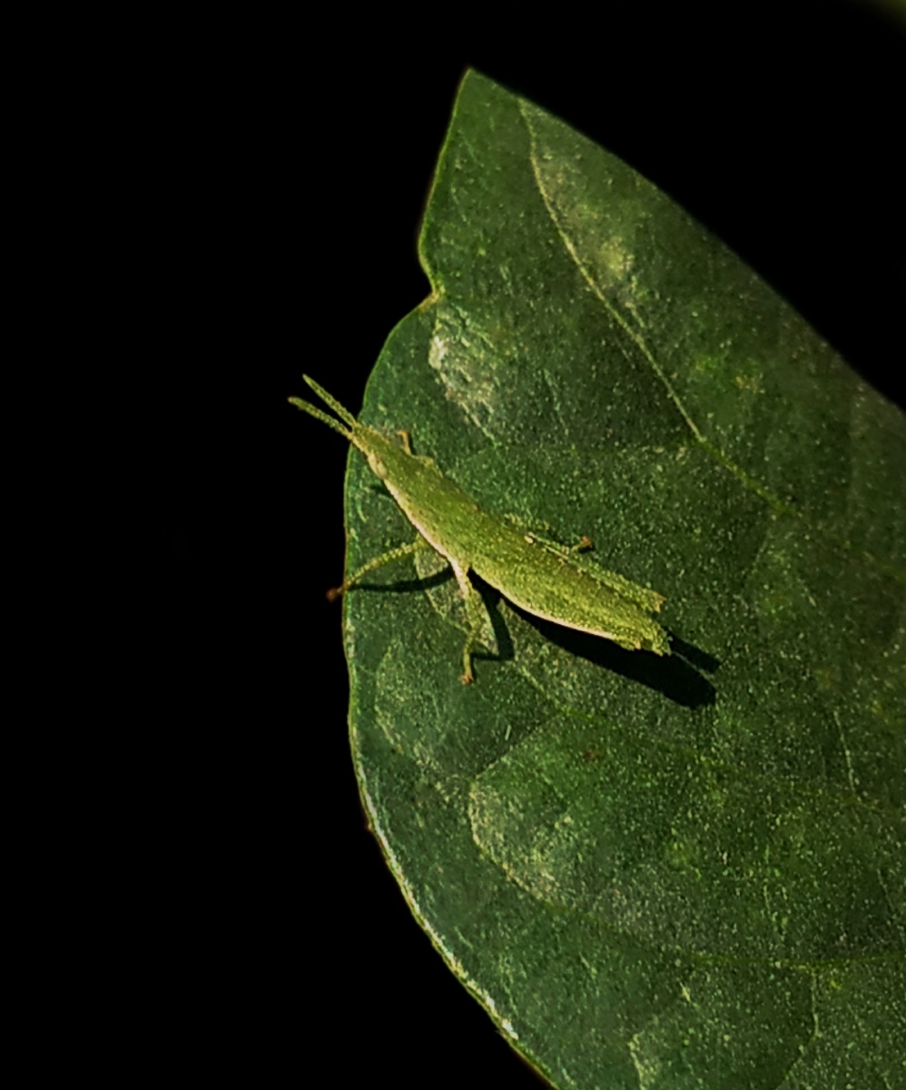 【保护色】 - 用户晓怡 - 图虫