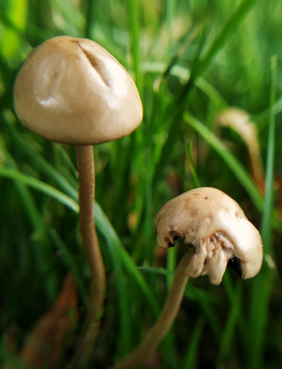 雨后草坪上冒出的小蘑菇