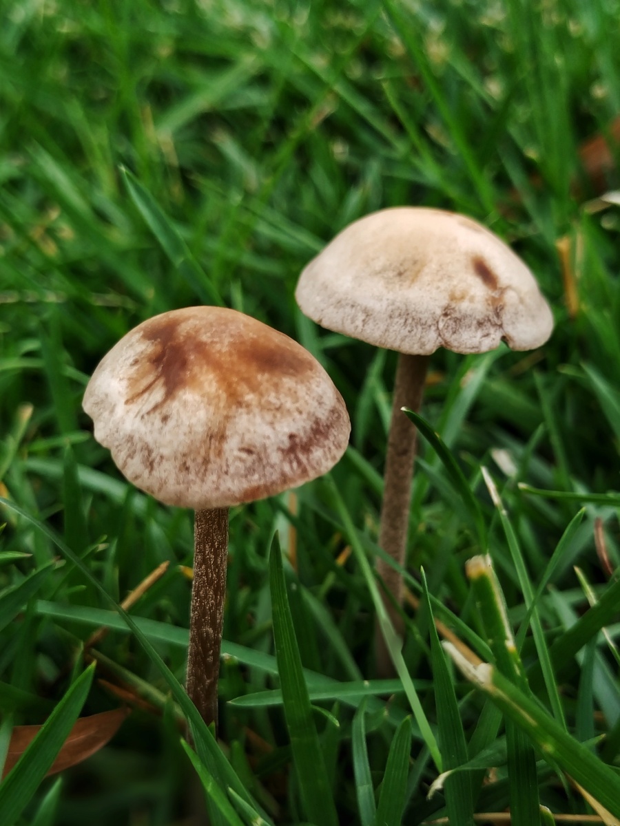 雨后草坪上冒出的小蘑菇