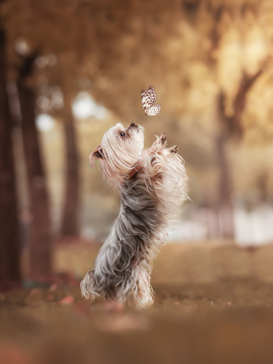 《巨友聊》第五期之宠物摄影师狗哥