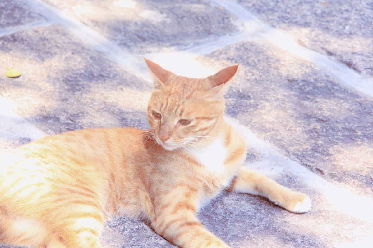 厦门鼓浪屿上的一只猫,姿态优雅,仙气十足