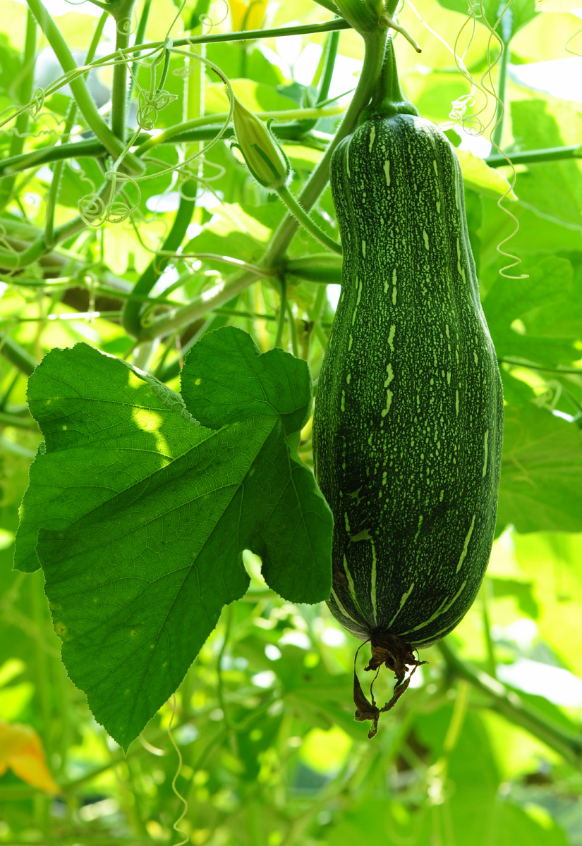植物形态的多样 - 黑白条蚊子 - 图虫