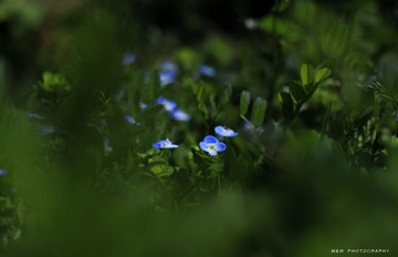 IMG_2660_1