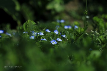 IMG_2662_1