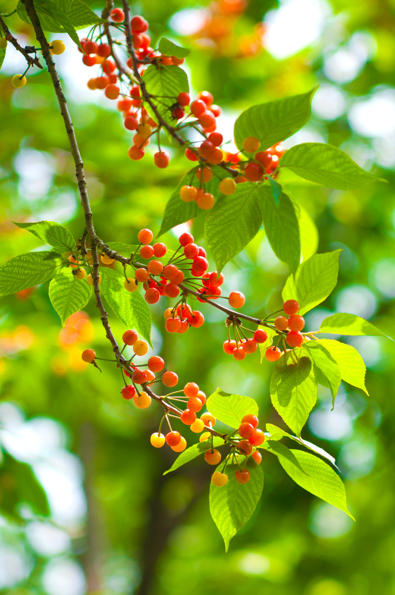 一树樱桃带雨红