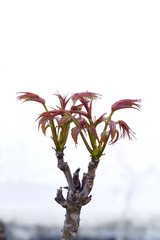 _DSC6563tc