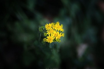 IMG_4581asc