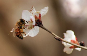 蜂