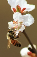 蜂2