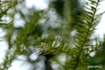 HGM_5616