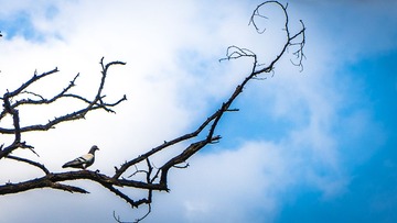 _DSC0007