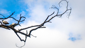 _DSC0008