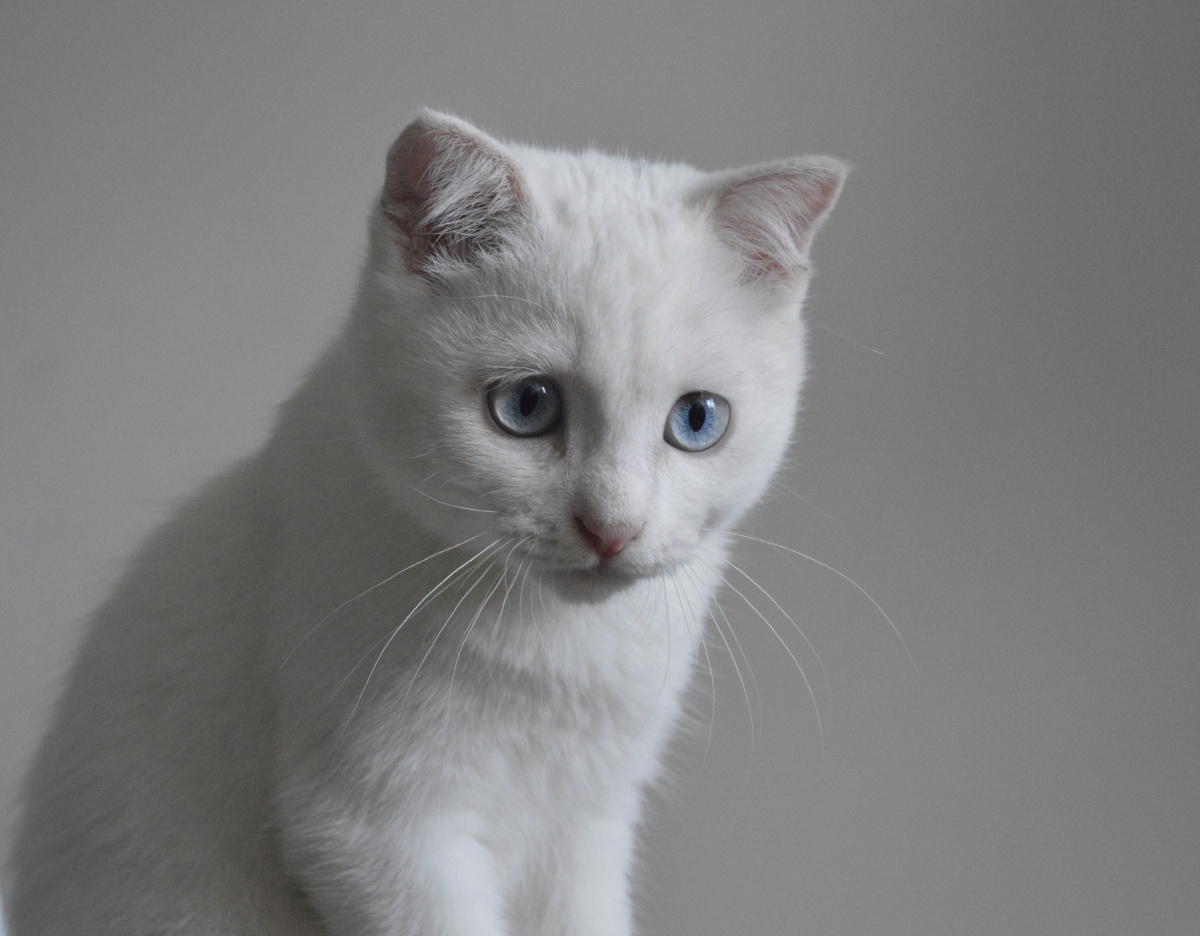 我家的小耳朵,不知道思考什么猫生呢.