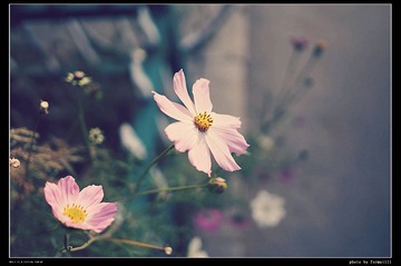 DSC00576_HZP