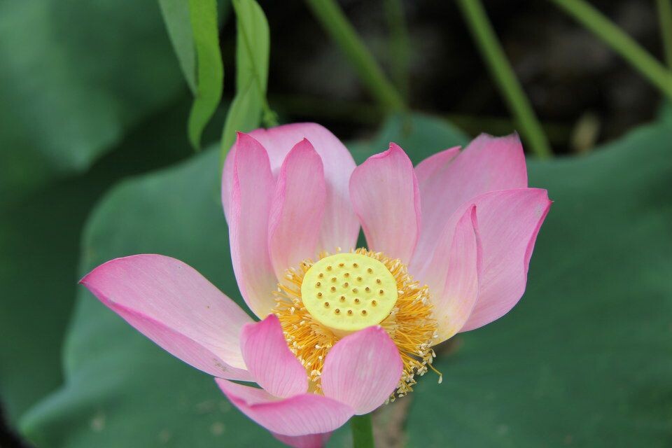 荷花<br />
