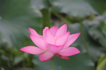 荷花1