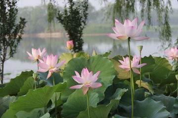 荷花2