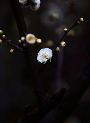 DPP_0001