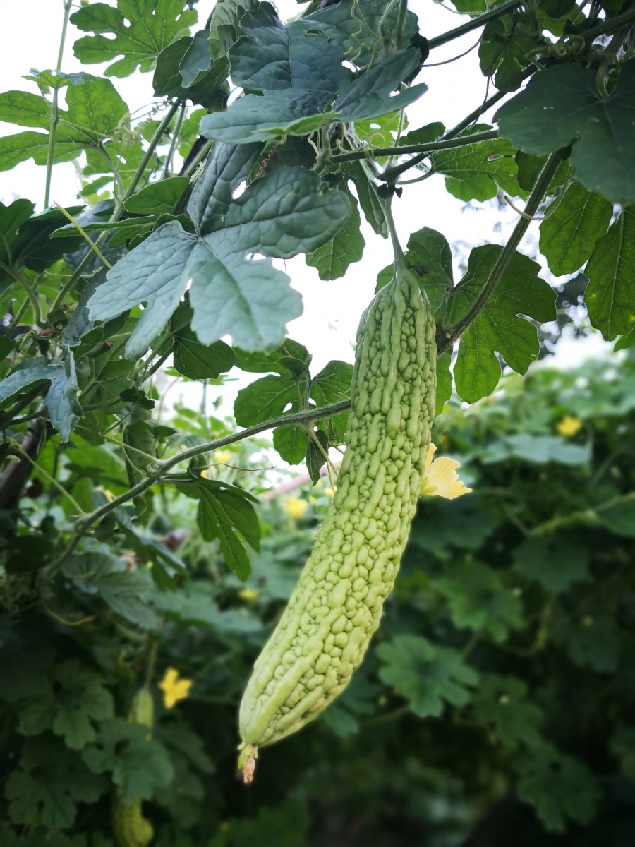 苦瓜! - 追风手机随拍 - 图虫网 - 优质摄影师交流社区