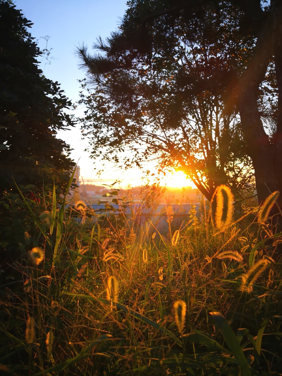 清晨在狗尾巴草丛中出现的一道光