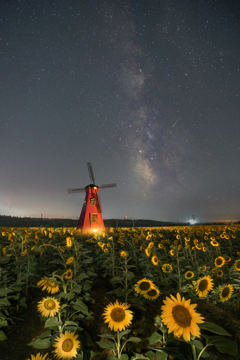 星空下的向日葵 - 桐舟 - 图虫
