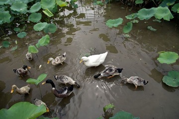 Duck鸭子还有鸭子
