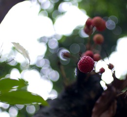 雨后荔枝