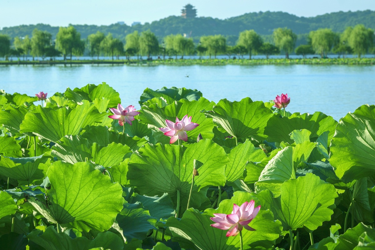 毕竟西湖六月中