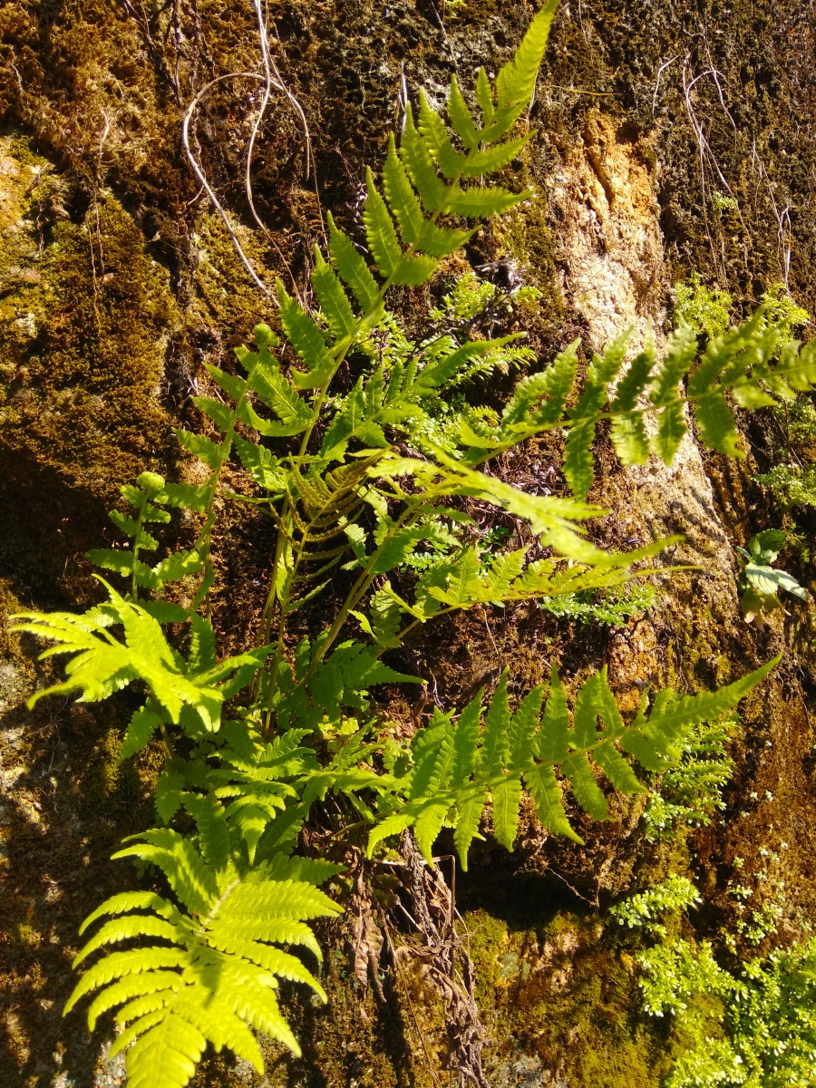 石头上生长的蕨类植物