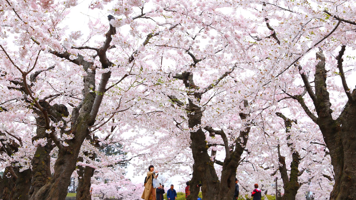日本北海道樱花盛花期美轮美奂