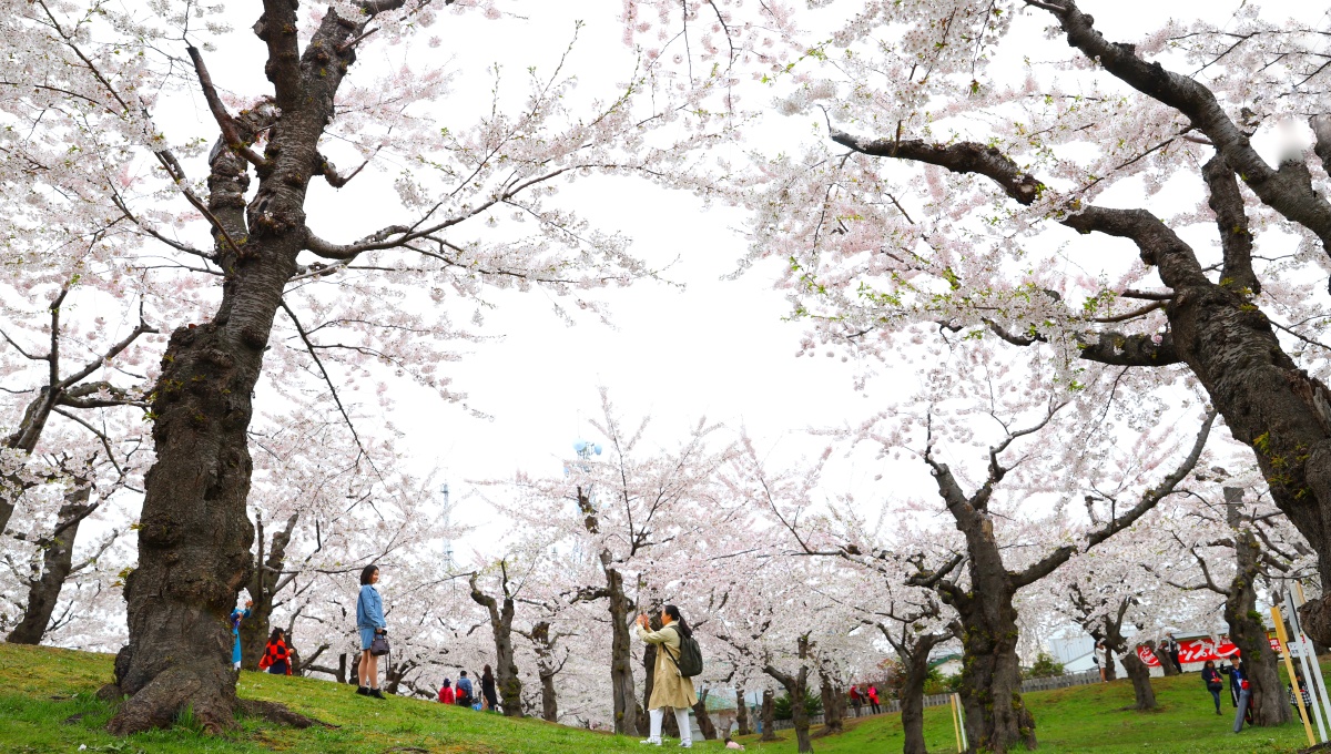 日本北海道樱花盛花期美轮美奂