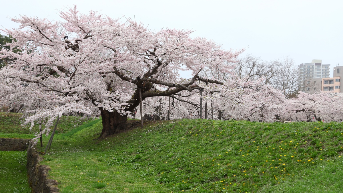 日本北海道樱花盛花期美轮美奂