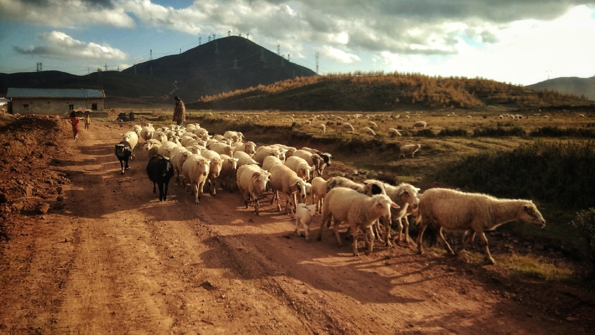 夕阳西下赶着羊儿回家