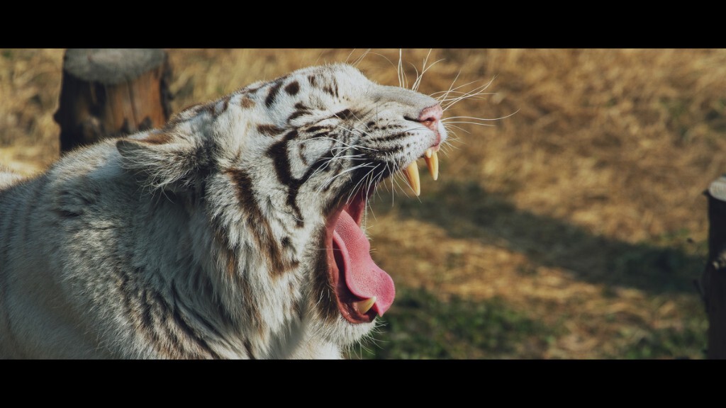 “继续睡午觉”