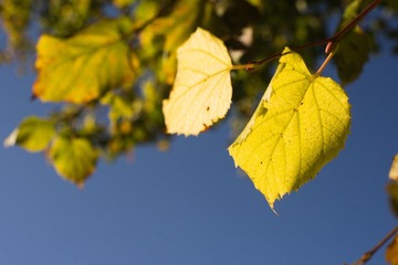 DSC04355.jpg