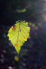 DSC04441.jpg