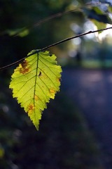 DSC04443.jpg